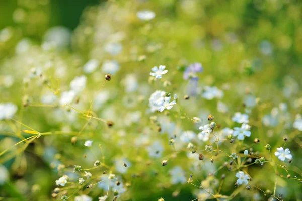 Pianta Gypsophila Elgans Fioritura Giardino Nella Soleggiata Giornata Estiva Fiori — Foto Stock