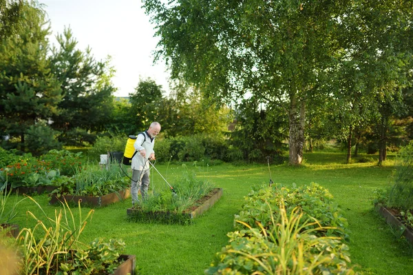 Middle Age Farmer Mist Fogger Sprayer Sprays Fungicide Pesticide Bushes — Stock Photo, Image