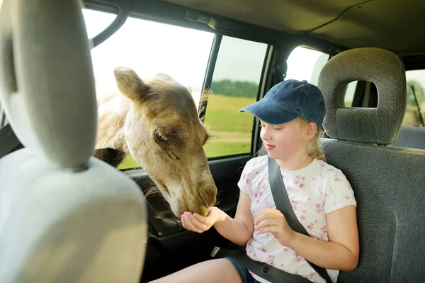 Funny Young Girl Feeding Camel Though Open Window Car Child — Stock Photo, Image