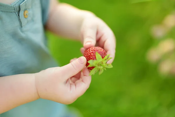 Zbliżenie Dziecięcy Ręka Trzymam Świeży Truskawka Zbieram Organiczny Truskawkowy Ferma — Zdjęcie stockowe