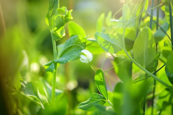 Yeşil Bezelye Bitkisinden Beyaz Çiçekler Bezelye Bitkisi Güneşli Yaz Gününde — Stok fotoğraf