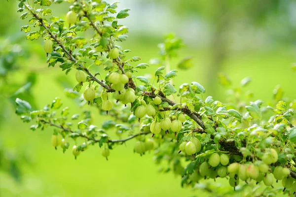 Bahçedeki bektaşi üzümü dalında taze yeşil bektaşi üzümü. Ev bahçesinde meyve ve böğürtlen topluyorum. Aile gezisi..