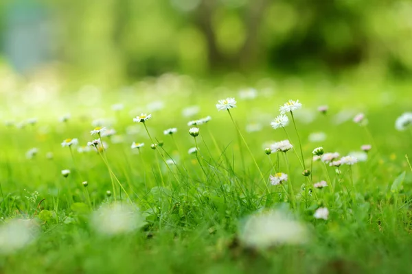 Belle Prairie Printemps Pleine Marguerites Blanches Fleuries Sur Herbe Verte — Photo