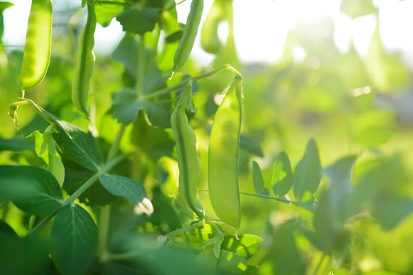 Young Pea Pods Green Pea Plant Pea Pods Ripening Garden — Fotografia de Stock