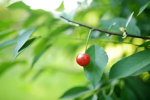 Ripe Cherry Fruit Hanging Cherry Tree Branch Harvesting Berries Cherry — стоковое фото