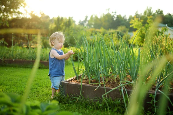 Drôle Tout Petit Garçon Avoir Amusant Extérieur Sur Ensoleillé Jour — Photo