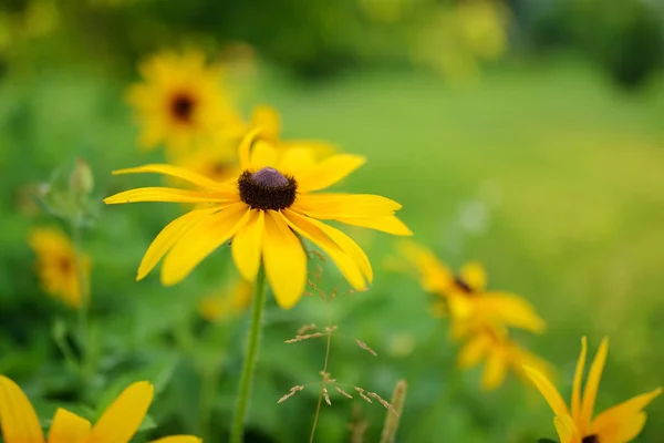 Bright Yellow Flowers Rudbeckia Commonly Known Coneflowers Black Eyed Susans — ストック写真