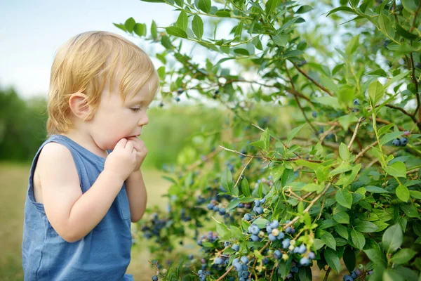 Lindo Niño Recogiendo Bayas Frescas Granja Arándanos Orgánicos Día Verano — Foto de Stock