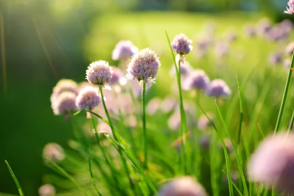 庭に咲くニンニクの花を閉じます 自然の美しさ — ストック写真