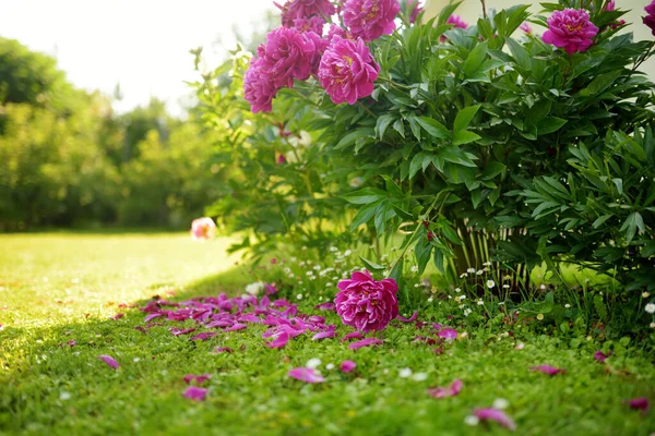 Belles Pivoines Roses Fleurissent Dans Jardin Soir Été Beauté Dans — Photo