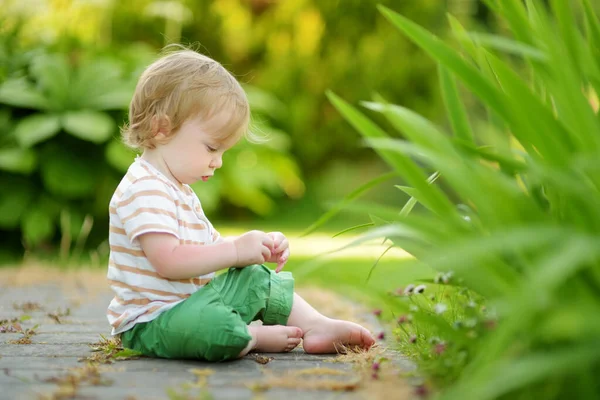 晴れた夏の日に屋外で楽しんでいる面白い幼児の少年 子供は自然を探索する 小さな子供のための夏の活動 — ストック写真