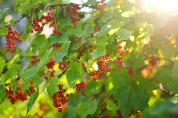 Red Currant Berries Ripening Branch Summer Day — Stock Photo, Image