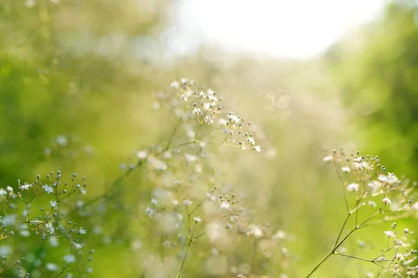 Gypsophila Elgans Plant Blossoming Garden Sunny Summer Day Baby Breath — Photo