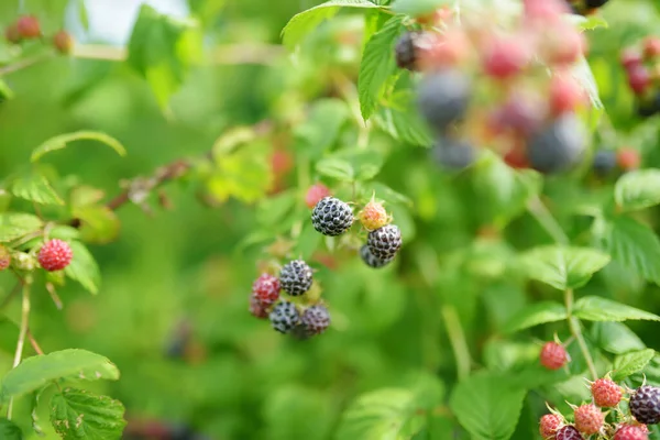 Organic Juicy Fresh Blackberries Branch Blurred Green Leaves Bush Ripening — стоковое фото