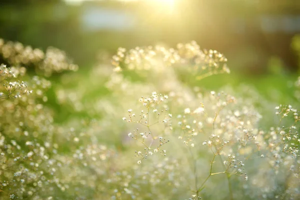 Gypsophila Elgans Plant Blossoming Garden Sunny Summer Day Baby Breath — Photo