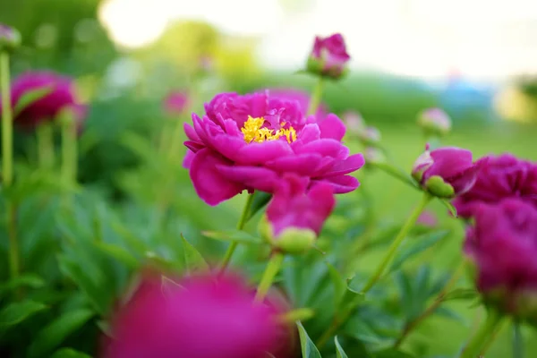Güzel Pembe Şakayıklar Yaz Akşamı Bahçede Çiçek Açarlar Doğada Güzellik — Stok fotoğraf