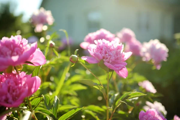 Mooie Roze Pioenrozen Bloeien Tuin Zomeravond Schoonheid Natuur — Stockfoto