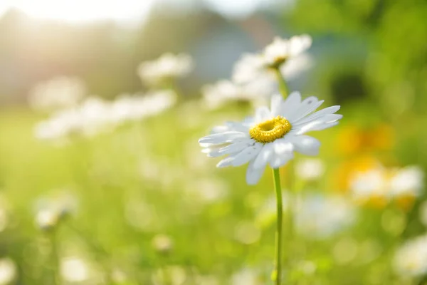 Gyönyörű Kamillavirág Virágzik Napos Nyári Napon Természet Jelenet Virágzó Fehér — Stock Fotó