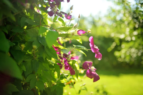 Flowing Purple Clematis Garden 여름에 자연계의 아름다움 — 스톡 사진
