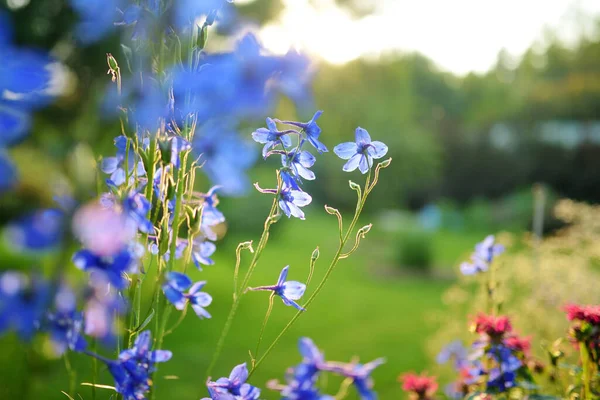 晴れた夏の日に花壇に咲く青いデルフィニウムの花 自然の美しさ — ストック写真