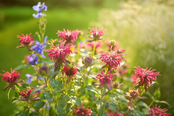 Beautiful Pink Beebalm Plant Blossoming Garden Sunny Summer Day Blooming — Stockfoto