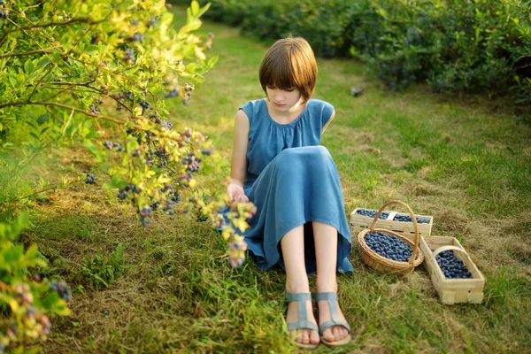 Cute Young Girl Picking Fresh Berries Organic Blueberry Farm Warm — Stockfoto