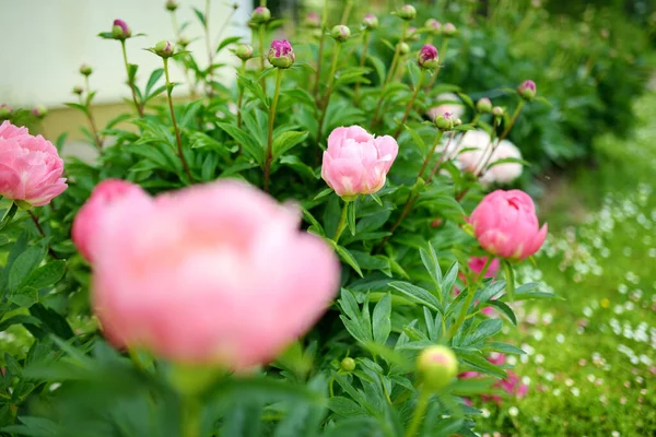 Güzel Pembe Şakayıklar Yaz Akşamı Bahçede Çiçek Açarlar Doğada Güzellik — Stok fotoğraf