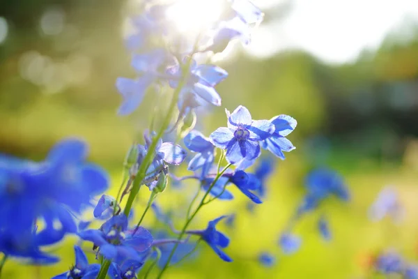 Blå Delfinblommor Blommar Rabatten Solig Sommardag Skönhet Naturen — Stockfoto