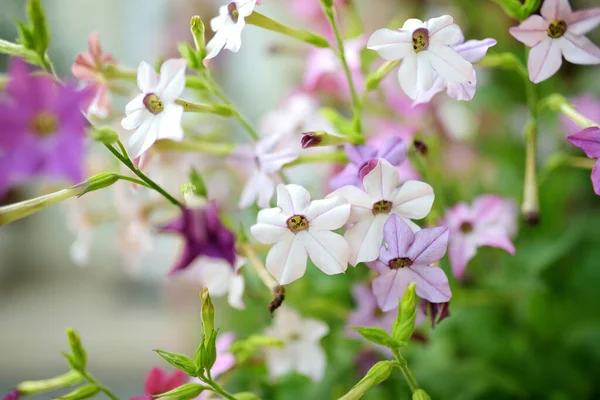 Vackra Vita Och Rosa Tobaksblommor Blommar Sommardagen Utomhus Prydnadsdoftande Tobak — Stockfoto