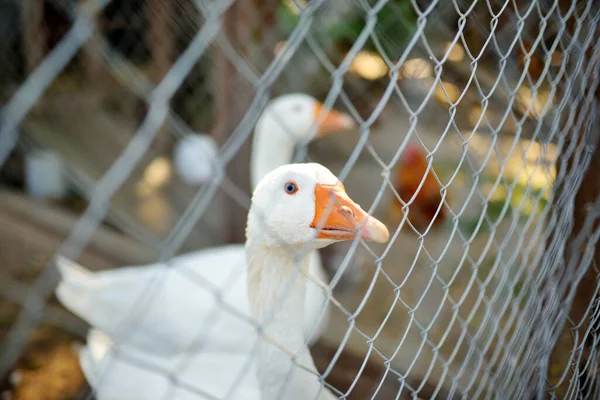 法迈德鹅在金属栅栏后面农场动物和鸟类 — 图库照片