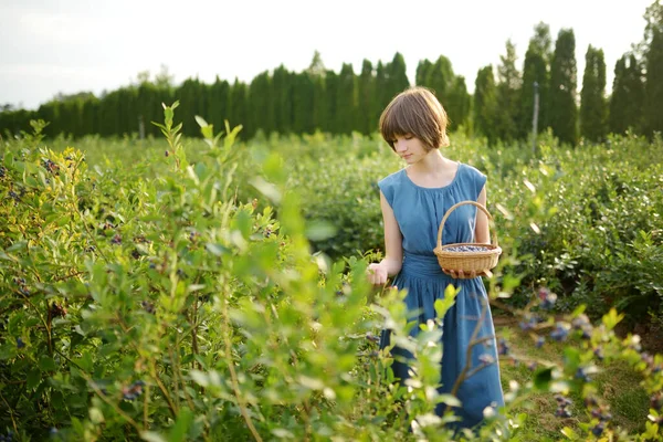 Menina Bonito Pegar Bagas Frescas Fazenda Mirtilo Orgânico Dia Verão — Fotografia de Stock