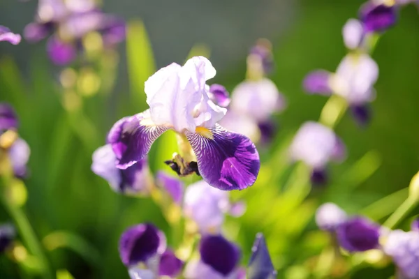 Fiori Iris Viola Che Sbocciano Aiuola Nel Parco Soleggiata Sera — Foto Stock