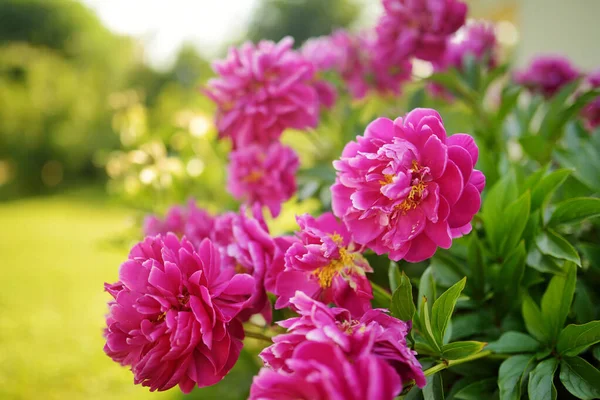 夏の夜には庭に美しいピンクの牡丹が咲きます 自然の美しさ — ストック写真