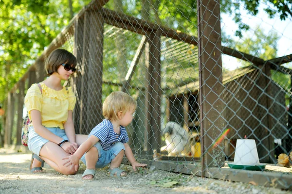 Cute Little Boy His Big Sister Looking Farmyard Birds Petting — Stock Photo, Image