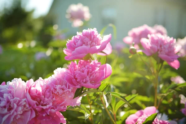 Mooie Roze Pioenrozen Bloeien Tuin Zomeravond Schoonheid Natuur — Stockfoto