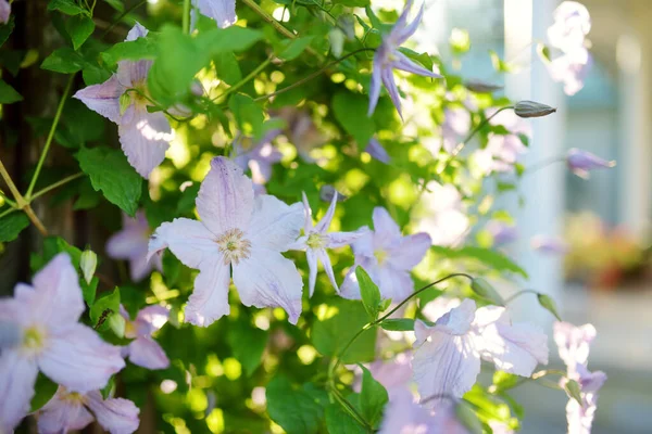 Blommande Rosa Klematis Trädgården Blommor Blommar Sommaren Skönhet Naturen — Stockfoto