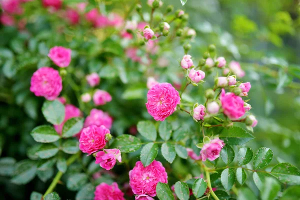 晴れた夏の日に裏庭に咲く美しいピンクのバラの茂み — ストック写真