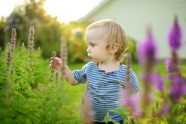 Rolig Liten Pojke Som Har Roligt Utomhus Solig Sommardag Barn — Stockfoto