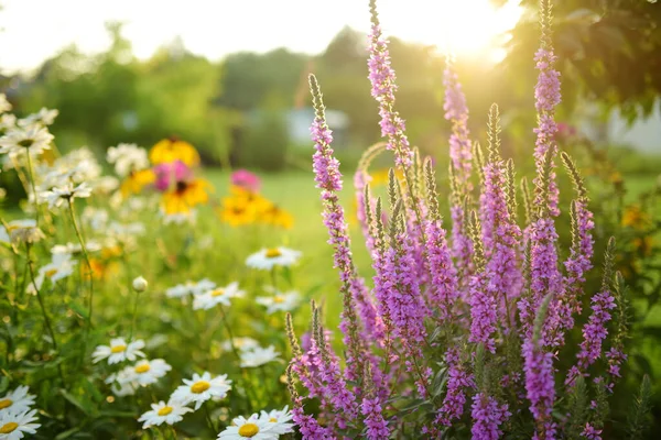 Purple Loosestrife Flowers Blossoming Garden Sunny Summer Day Lythrum Tomentosum — Fotografia de Stock