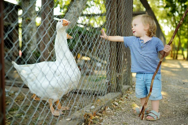 Roztomilý Chlapeček Dívá Ptáky Farmy Zoo Dítě Hraje Farmářským Zvířetem — Stock fotografie