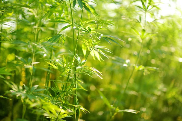 Medical Cannabis Plants Growing Outdoor Cannabis Farm Sunny Summer Day — Zdjęcie stockowe