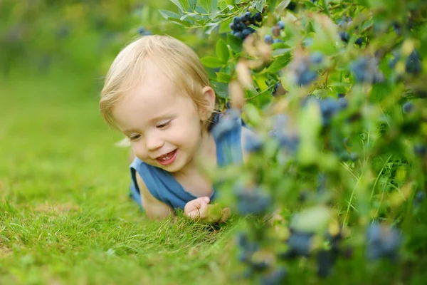 暖かくて日当たりの良い夏の日に有機ブルーベリー農場で新鮮な果実を選ぶかわいい男の子 小さな子供のための新鮮な健康的な有機食品 夏の家族活動 — ストック写真