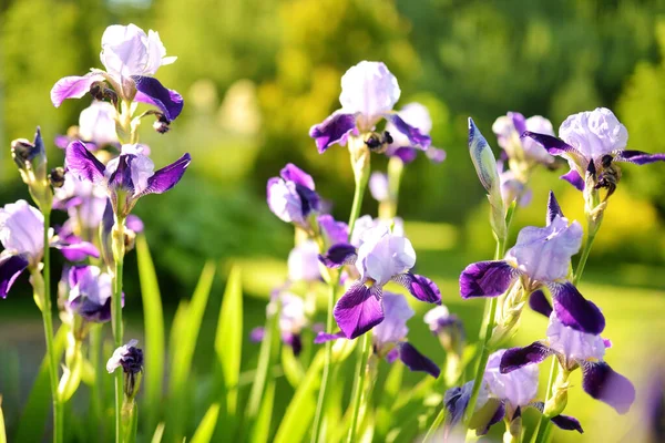 Flores Iris Púrpura Floreciendo Macizo Flores Parque Soleada Noche Verano — Foto de Stock