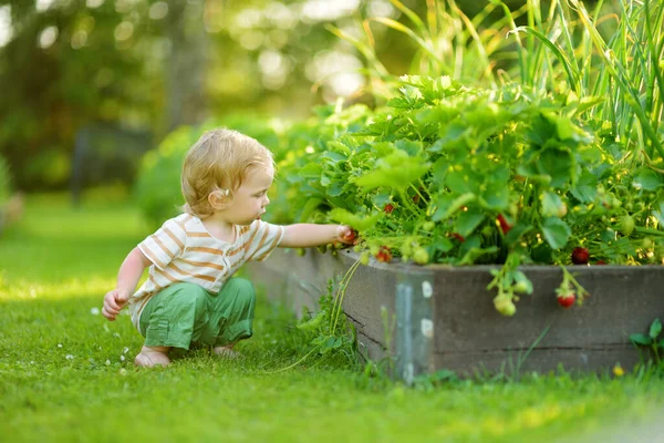 Fresas Frescas Madurando Arbustos Granja Fresas Orgánicas Lindo Niño Cosechando —  Fotos de Stock