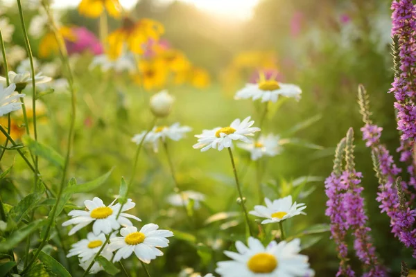 美丽的洋甘菊花朵在阳光灿烂的夏日绽放 自然景致 色彩艳丽 白色和黄色的雏菊盛开 夏日的花朵在美丽的草地上绽放 — 图库照片