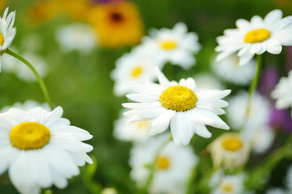 Beautiful Chamomile Flowers Blossoming Sunny Summer Day Nature Scene Blooming — стоковое фото