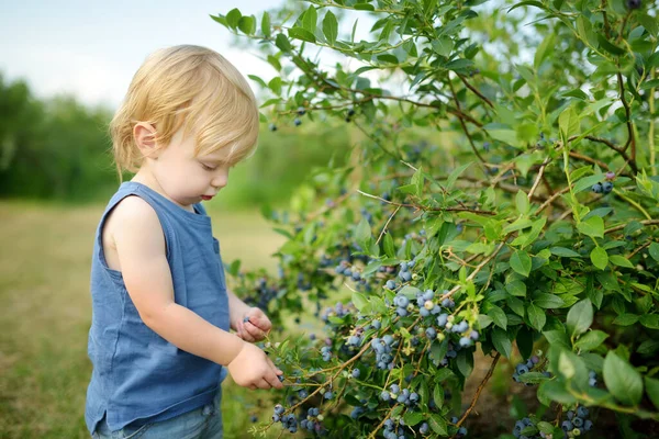 Anak Kecil Yang Lucu Memetik Buah Beri Segar Pertanian Blueberry — Stok Foto