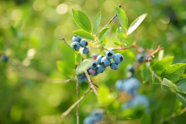 Bio Blaubeeren Reifen Auf Sträuchern Einem Obstgarten Ernte Frischer Reifer — Stockfoto