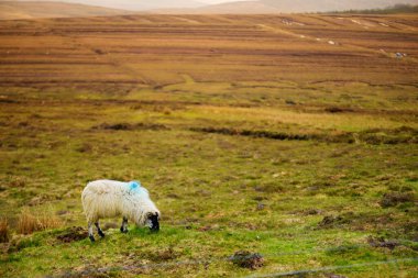 Yeşil otlaklarda renkli boya otlatma ile işaretlenmiş koyun. İrlanda'nın yemyeşil çayırlarında beslenen yetişkin koyun ve yavru kuzular.