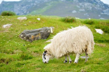 Yeşil otlaklarda renkli boya otlatma ile işaretlenmiş koyun. İrlanda'nın yemyeşil çayırlarında beslenen yetişkin koyun ve yavru kuzular.
